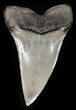 Large Fossil Mako Shark Tooth - Georgia #42262-1
